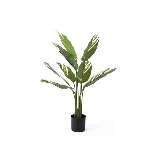 Present Time kunstplant calathea - 2845407 large