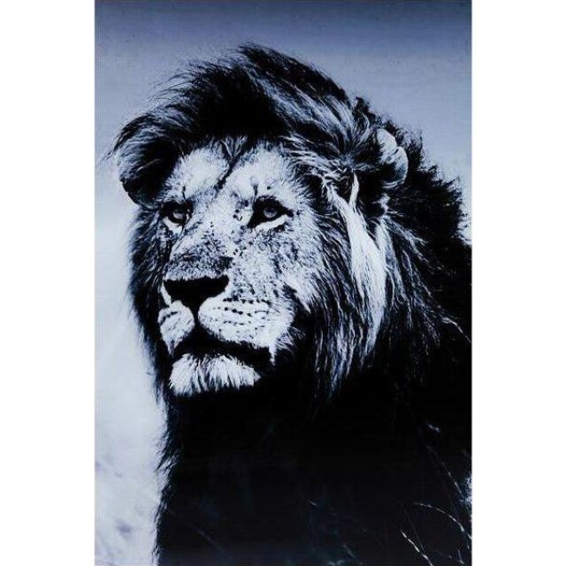 Kare Design Kare wandfoto lion king standing 160x120cm 2884787 large