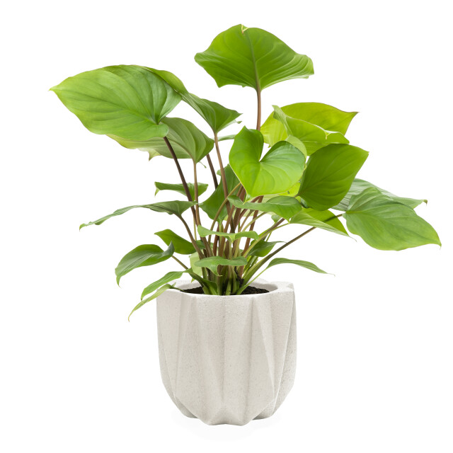 QUVIO Bloempot cement 15 x 15 x 14 cm wit 1551112 large