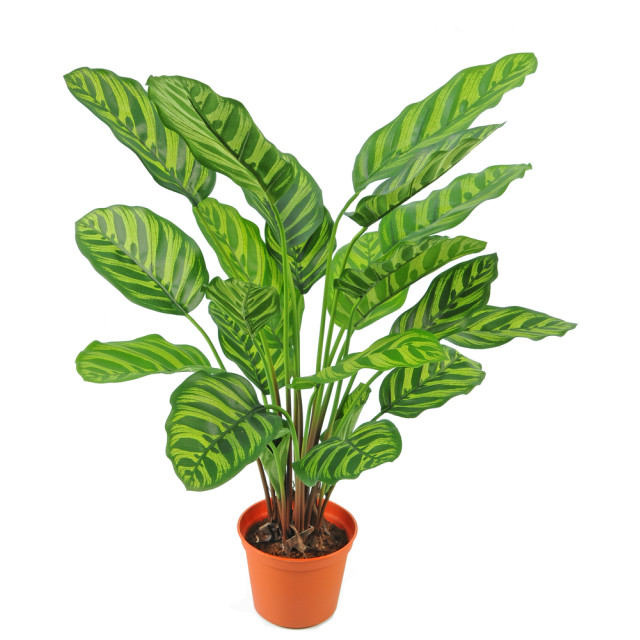 Hoyz Greenery kunstplant calathea makoyana 60 cm 2945886 large