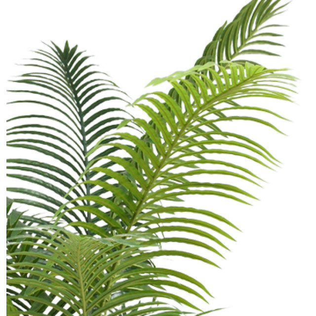 Hoyz Greenery kunstplant phoenix 200 cm 2945833 large