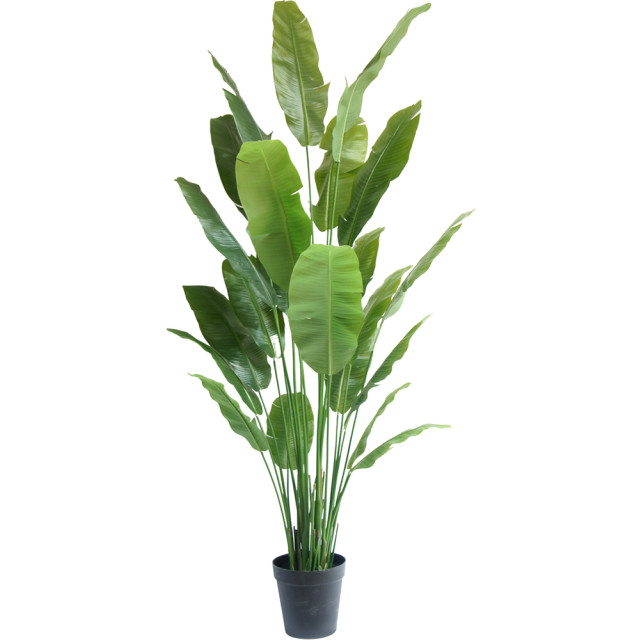 Hoyz Greenery kunstplant strelitzia nicolai 240 cm 2945619 large