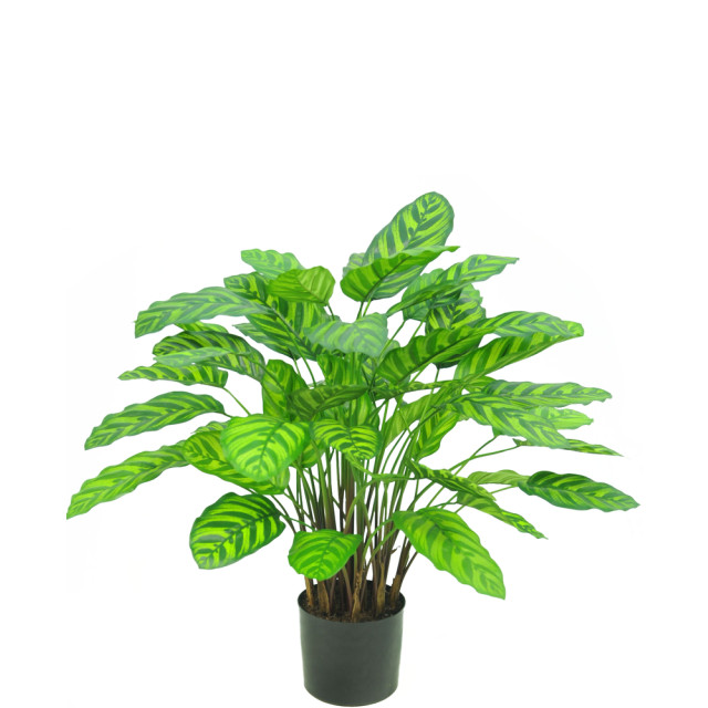 Hoyz Greenery kunstplant calathea makoyana deluxe 75 cm 2945583 large