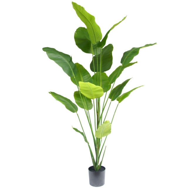 Hoyz Greenery kunstplant strelitzia 210 cm 2945719 large