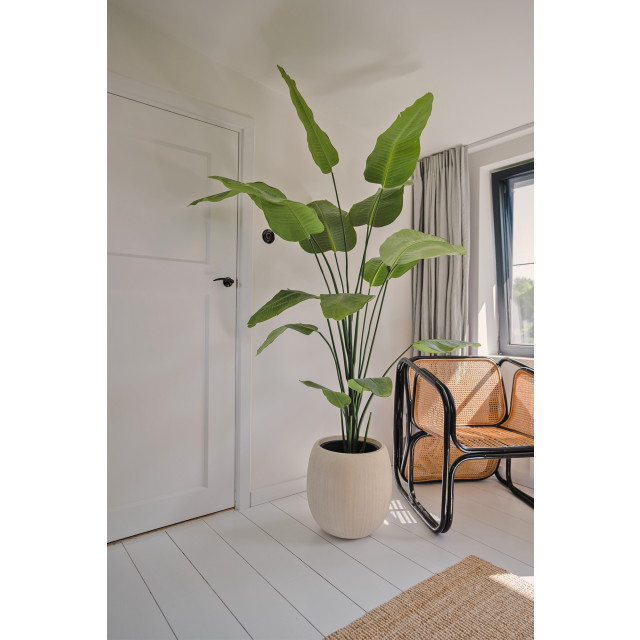 Hoyz Greenery kunstplant strelitzia 210 cm 2945719 large