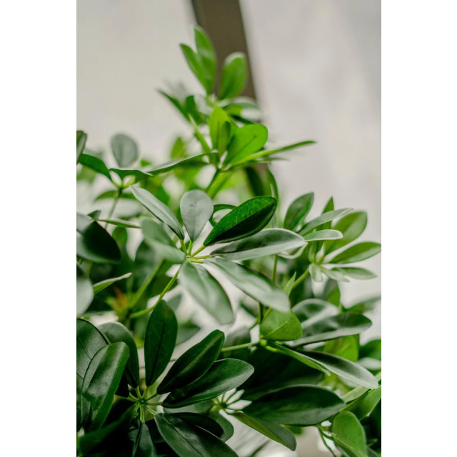 Hoyz Greenery kunstplant schefflera 120 cm. 2945780 large