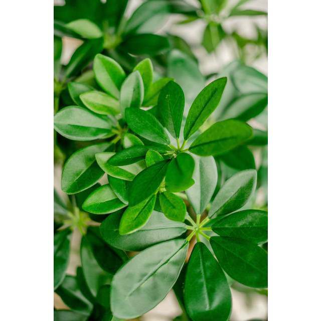 Hoyz Greenery kunstplant schefflera 120 cm. 2945780 large