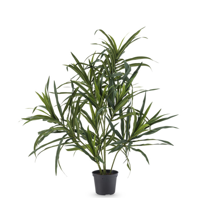 Hoyz Greenery kunstplant dracaena reflexa in pot 63 cm 2945744 large