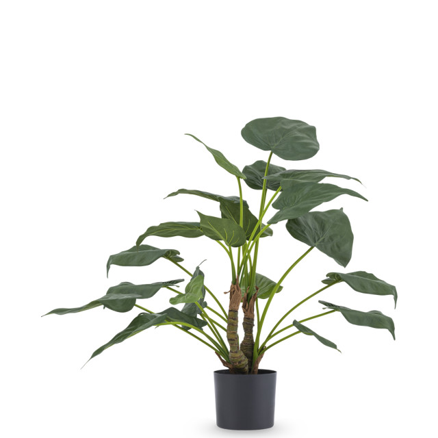 Hoyz Greenery kunstplant alocasia cucullata 53 cm 2945814 large