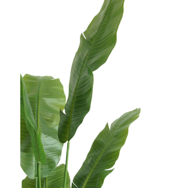 Hoyz Greenery kunstplant strelitzia nicolai 165 cm 2945691 large