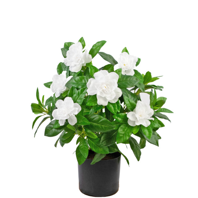 Hoyz Greenery kunstplant gardenia 39 cm 2945545 large