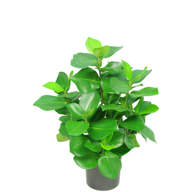 Hoyz Greenery kunstplant clusia 45 cm 2945706 large