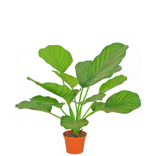 Hoyz Greenery kunstplant calathea 46 cm 2945885 large