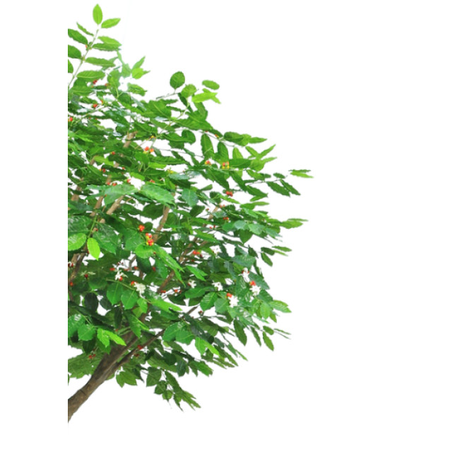 Hoyz Greenery kunst koffieboom 300 cm 2947253 large