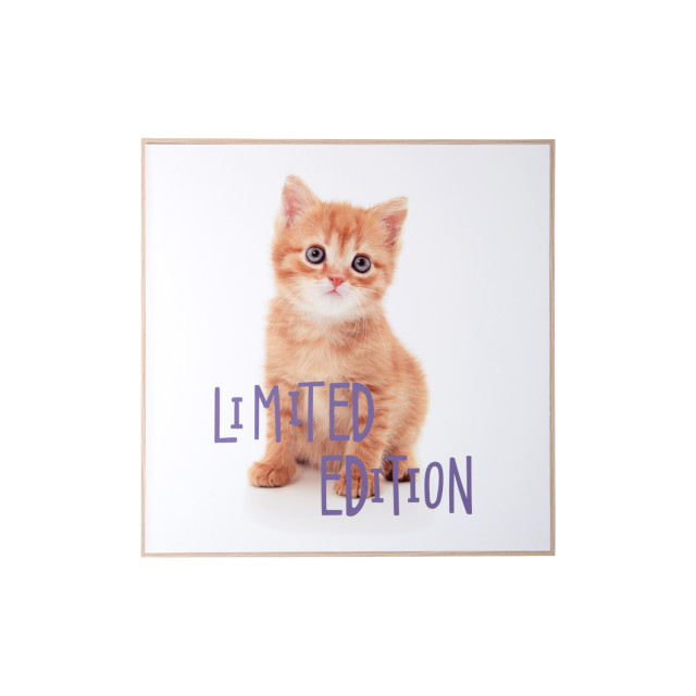 Present Time wall art kitten limited edition - 2947329 large