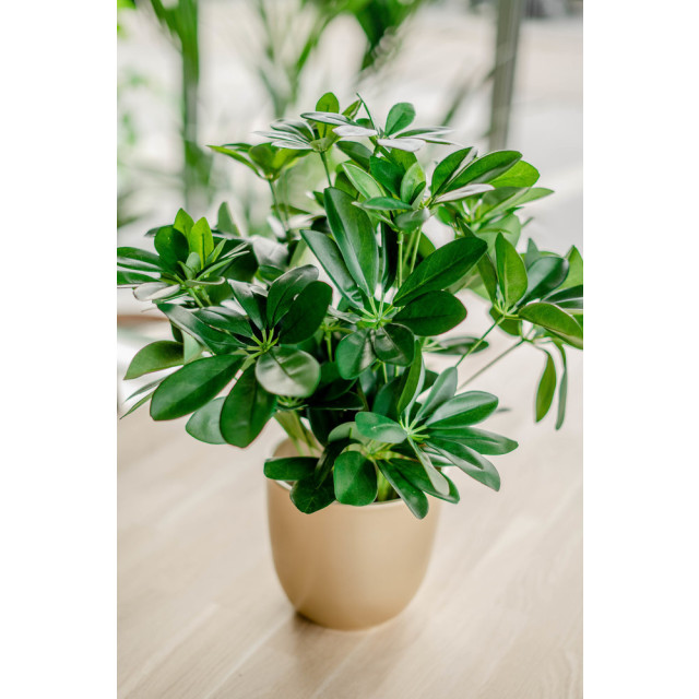 Hoyz Greenery kunstplant baby schefflera 45 cm 2945835 large