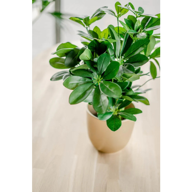 Hoyz Greenery kunstplant baby schefflera 45 cm 2945835 large