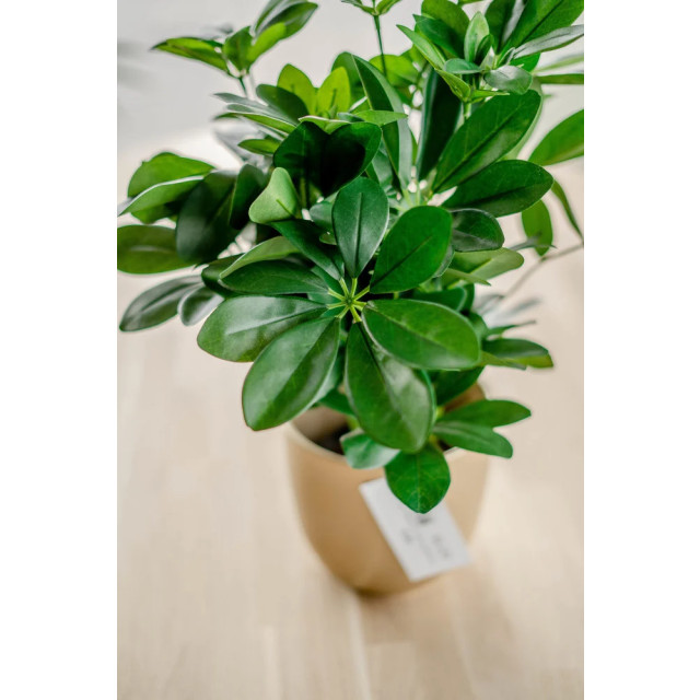 Hoyz Greenery kunstplant baby schefflera 45 cm 2945835 large