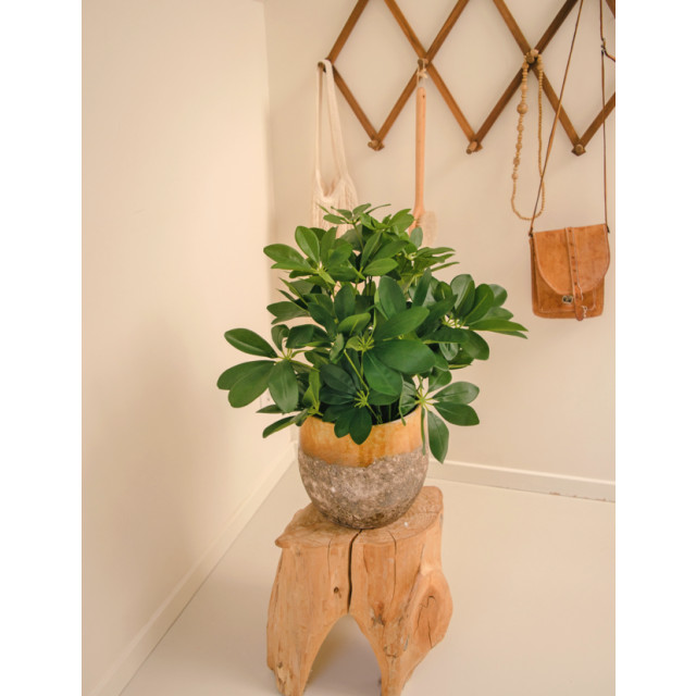 Hoyz Greenery kunstplant baby schefflera 45 cm 2945835 large