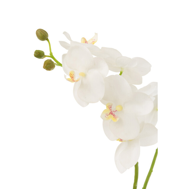 J-Line orchidee in aarde plastiek /groen medium 30x15x52cm 3000144 large