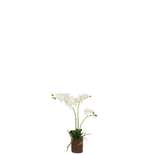 J-Line orchidee in aarde plastiek /groen medium 30x15x52cm 3000144 large
