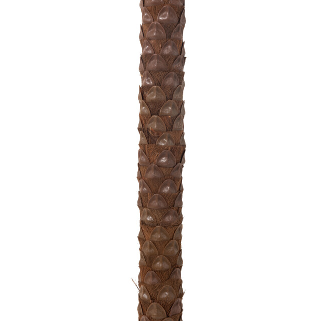 J-Line palmboom 4kokosn in pot plastiek 190x190x350cm 3003620 large