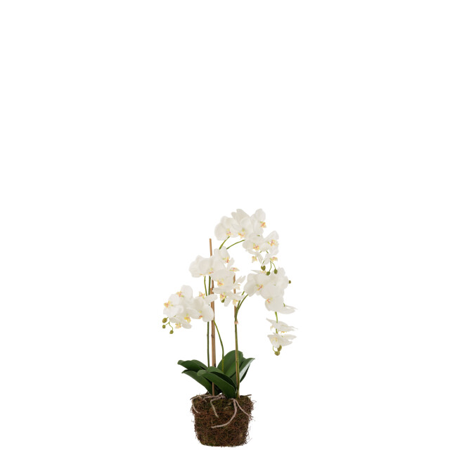 J-Line orchidee in aarde plastiek /groen large 32x32x75cm 3000145 large