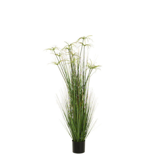 J-Line cyperus alternifolius 11 koppen in pot pvc large 43x43x140cm 3008191 large