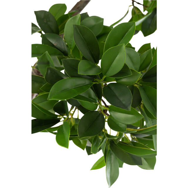 J-Line chinese vijg ficus boom in pot plastiek /zwart large 45x45x128cm 3000152 large