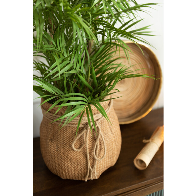 J-Line bergpalm in pot plastiek /zwart small 50x50x84cm 3000154 large