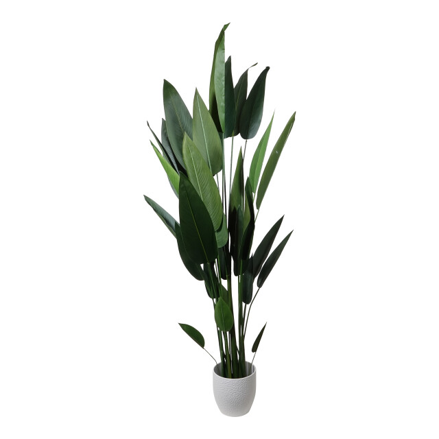 Kopu ® kunstplant canna 210 cm 32 bladeren in zwarte pot bloemriet 2612756 large