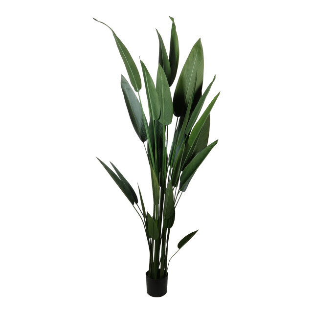 Kopu ® kunstplant canna 210 cm 32 bladeren in zwarte pot bloemriet 2612756 large
