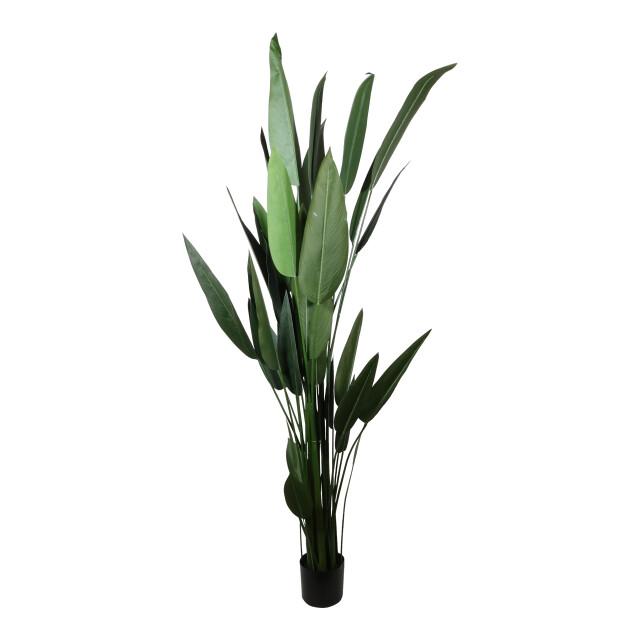 Kopu ® kunstplant canna 210 cm 32 bladeren in zwarte pot bloemriet 2612756 large