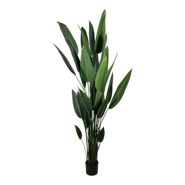 Kopu ® kunstplant canna 210 cm 32 bladeren in zwarte pot bloemriet 2612756 large