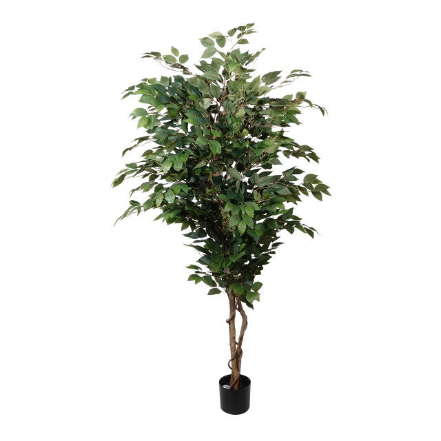 Kopu ® kunstplant ficus benjamina 150 cm in zwarte pot 1764 bladeren 2612762 large