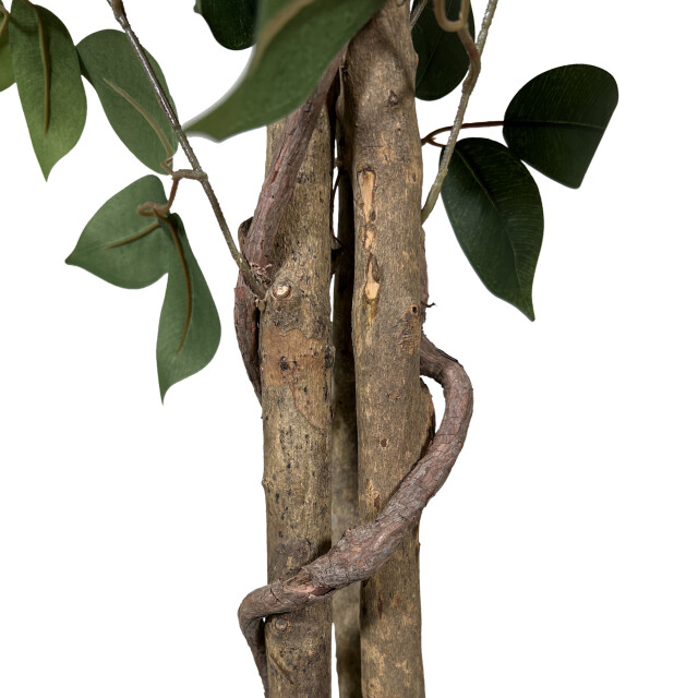 Kopu ® kunstplant ficus benjamina 150 cm in zwarte pot 1764 bladeren 2612762 large