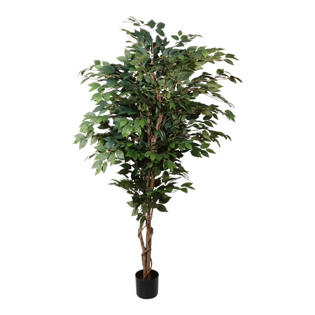 Kopu ® kunstplant ficus benjamina 150 cm in zwarte pot 1764 bladeren 2612762 large