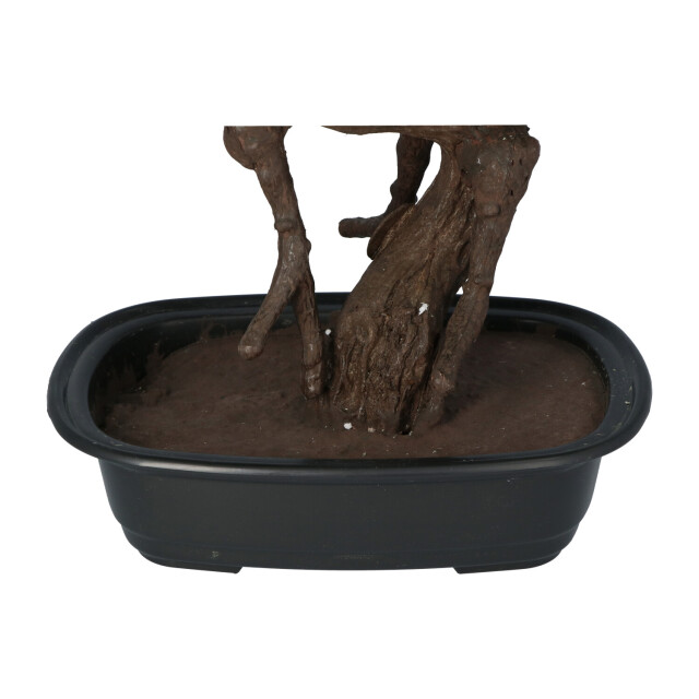 Kopu ® kunstplant bonsai 65 cm pijnboom met zwarte pot bonsai boompje 2612721 large