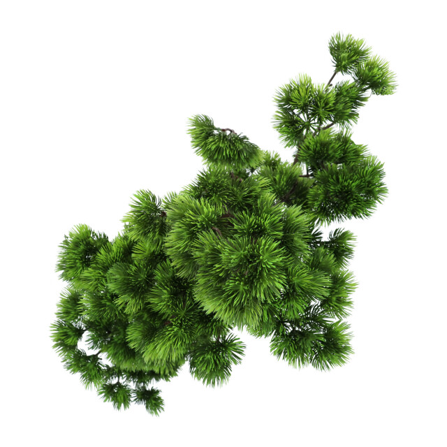 Kopu ® kunstplant bonsai 65 cm pijnboom met zwarte pot bonsai boompje 2612721 large
