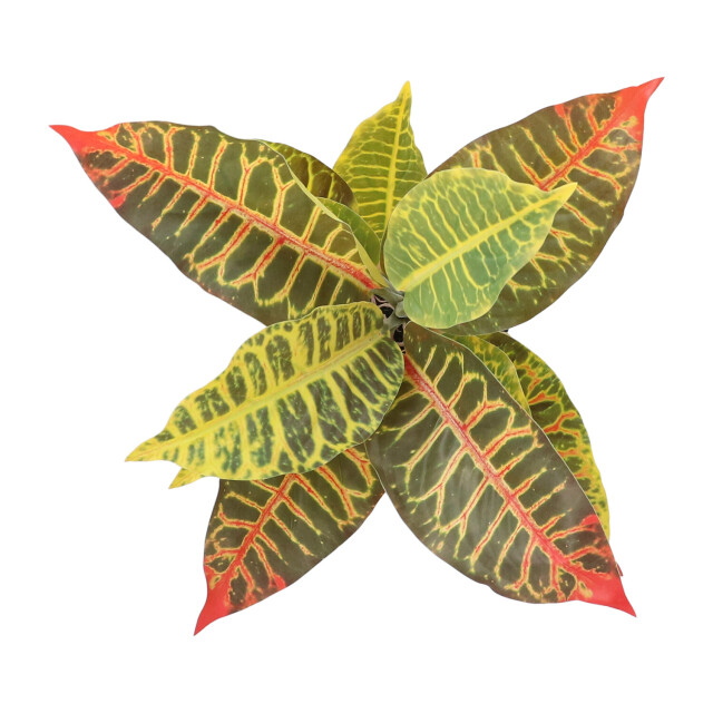 Kopu ® 2 stuks kunstplant croton 35 cm 14 bladeren in zwarte pot 2612755 large