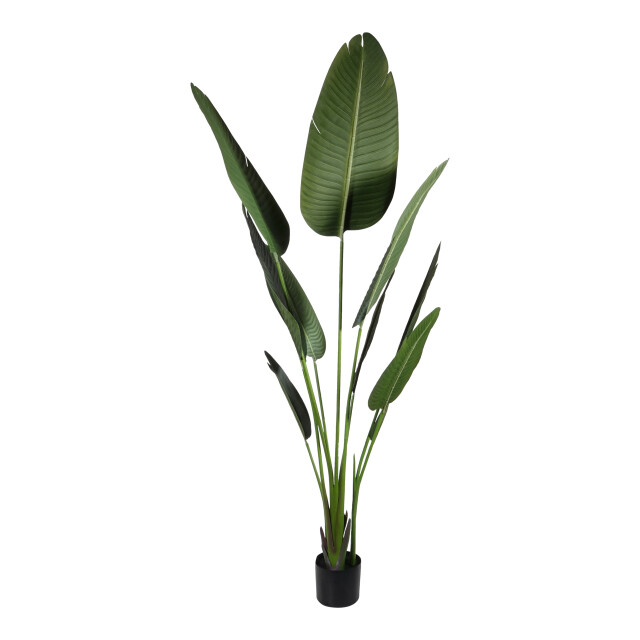 Kopu ® kunstplant strelitzia nicolai 160 cm paradijsvogelplant 10 blad 2612739 large