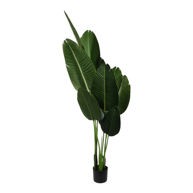 Kopu ® kunstplant strelitzia nicolai 160 cm paradijsvogelplant 10 blad 2612739 large