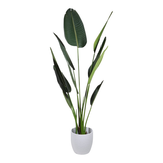 Kopu ® kunstplant strelitzia nicolai 160 cm paradijsvogelplant 10 blad 2612739 large