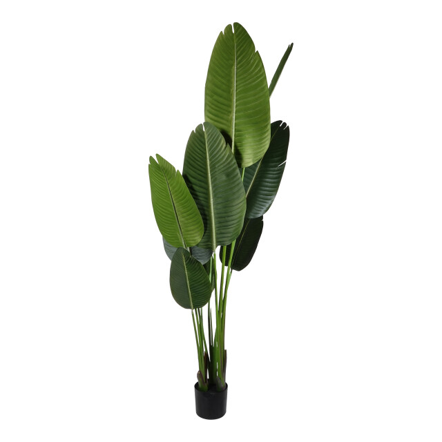 Kopu ® kunstplant strelitzia nicolai 160 cm paradijsvogelplant 10 blad 2612739 large