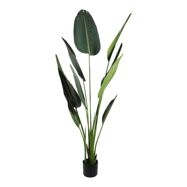 Kopu ® kunstplant strelitzia nicolai 160 cm paradijsvogelplant 10 blad 2612739 large