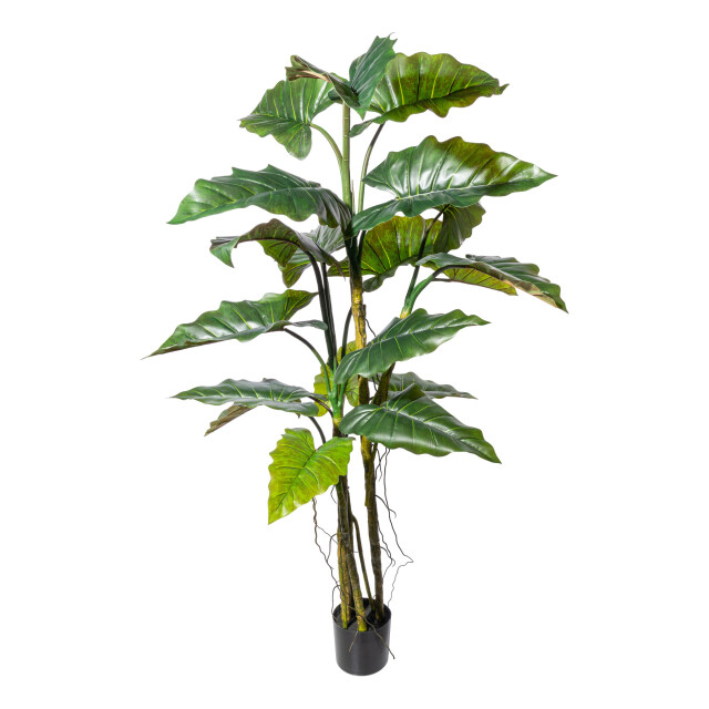 Kopu ® kunstplant colocasia 180 cm 19 bladeren in zwarte pot 2612753 large
