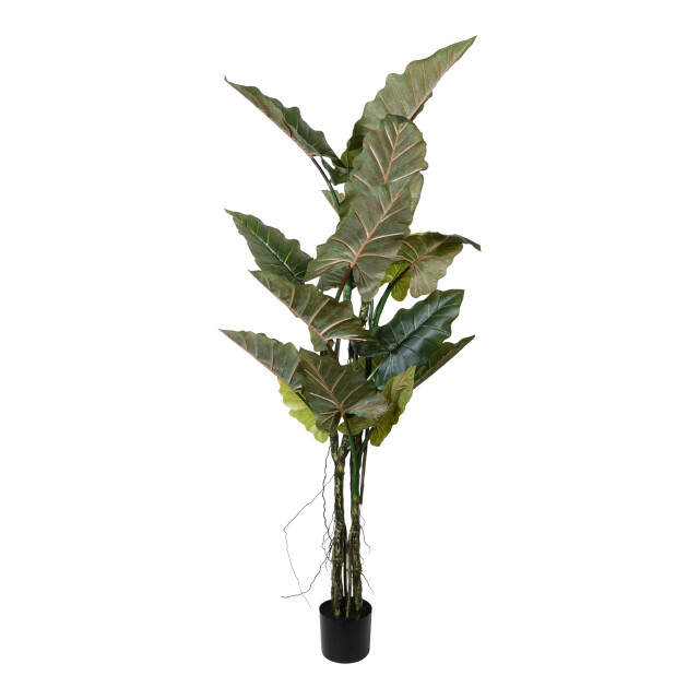Kopu ® kunstplant colocasia 180 cm 19 bladeren in zwarte pot 2612753 large