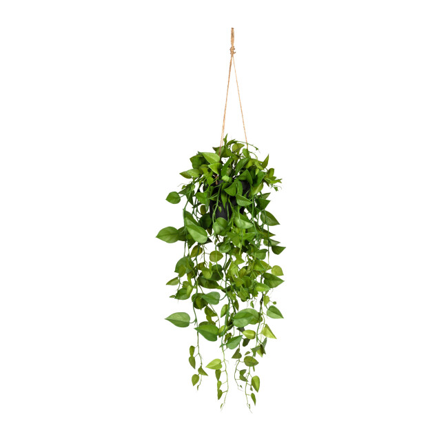 Kopu ® hangplant philodendron 75 cm macramé plantenhanger met pot 2612717 large