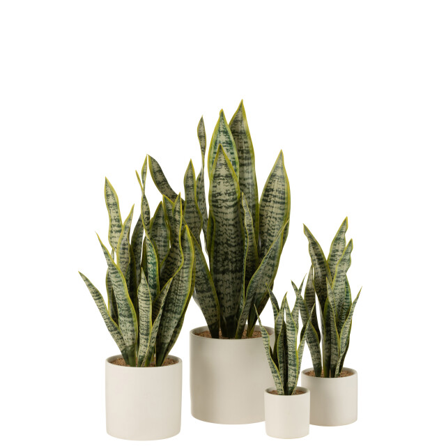 J-Line plant sansevieria in pot pvc extra large 16x16x59cm 3001293 large