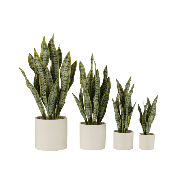 J-Line plant sansevieria in pot pvc extra large 16x16x59cm 3001293 large
